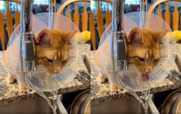 출처 : Reddit / 넥카라에 넓게 고인 물을 마시는 고양이