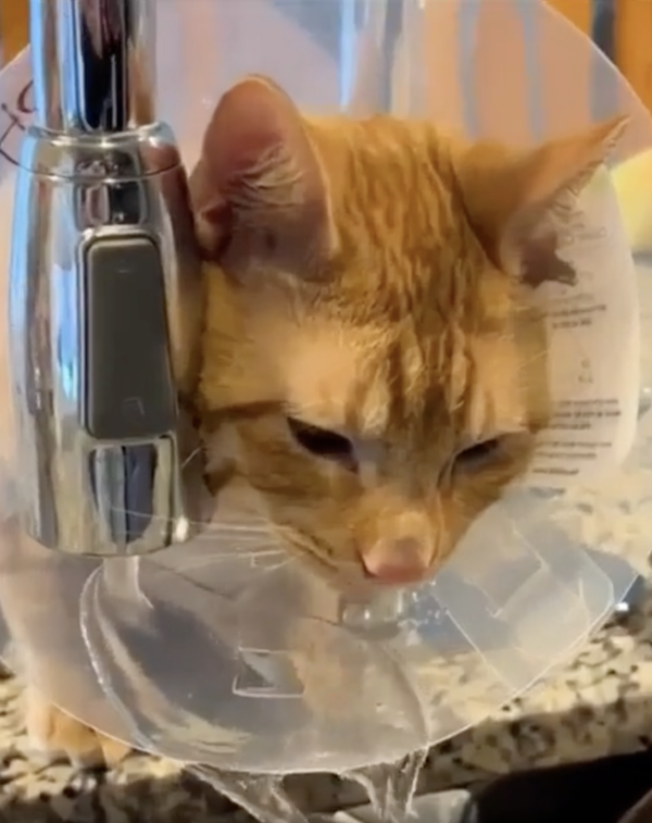 출처 : Reddit / 영리하게 물을 마시는 고양이