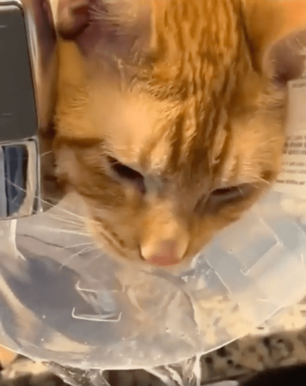 출처 : Reddit / 수분 보충으로 얼른 건강해지길 바라는 고양이