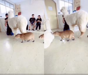 카피바라와 알파카의 공통점은? 서로를 향한 우정