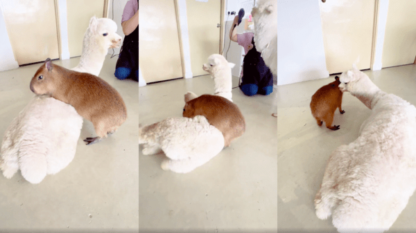 출처 : Reddit / 알파카를 넘는 카피바라와 그를 냄새 맡는 알파카