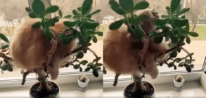 직접 내 이로 이 식물을 꾸며줄거야! 플로리스트 고양이