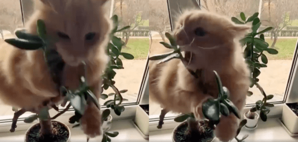 출처 : Reddit / 입으로 잎을 뜯기 시작한 고양이