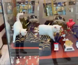 이 보석이 나한테 잘 어울릴 것 같은데요? 고양이의 선택은?