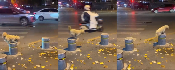 출처 : Reddit / 볼라드 위에서 볼라드로 점프하는 강아지