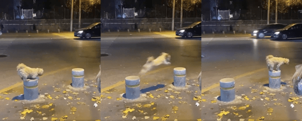 출처 : Reddit / 볼라드 위에서 볼라드로 점프하는 강아지