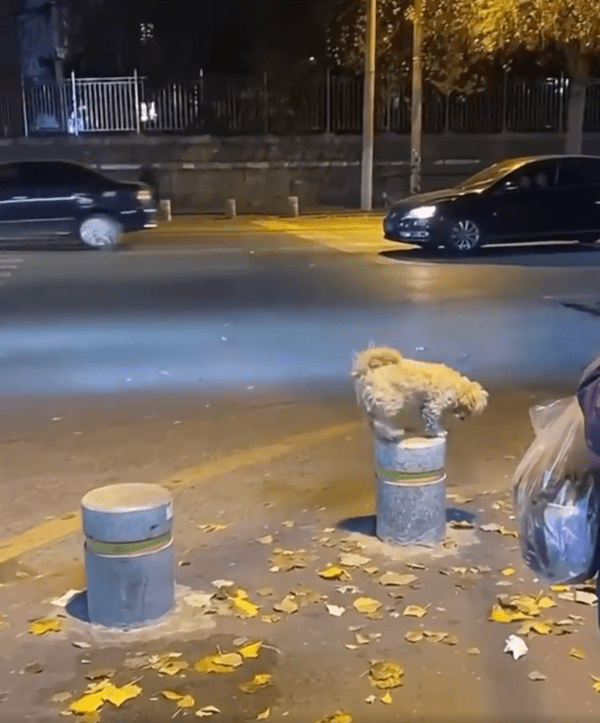 출처 : Reddit / 볼라드 위에서 볼라드로 점프하는 강아지