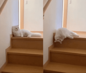 고양이가 계단 내려가는 쉬운 방법은? 액체가 되는 것이지!