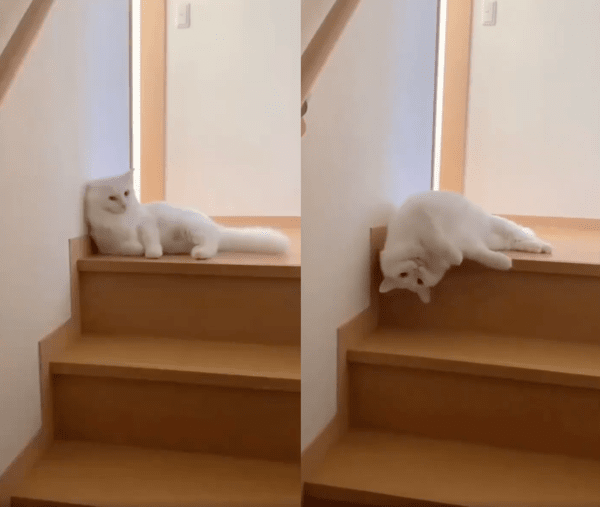 출처 : Reddit / 누워서 흐느적거리며 계단을 내려가려는 고양이