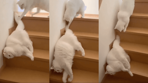 출처 : Reddit / 계단을 내려가는 고양이와 그를 잡으려는 고양이
