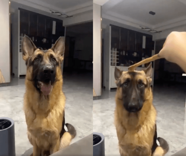 출처 : Reddit / 이 손은 무슨 손인지 의심스러운 셰퍼드