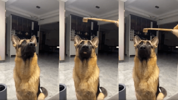 출처 : Reddit / 효자손이 자기에게 다가오자, 눈이 커지는 셰퍼드