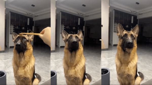 출처 : Reddit / 효자손이 자기에게서 떠나자 다시 웃는 듯한 셰퍼드