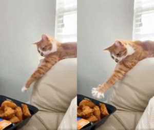 발가락으로 천천히 집어 빠르게 치킨을 낚아채는 고양이