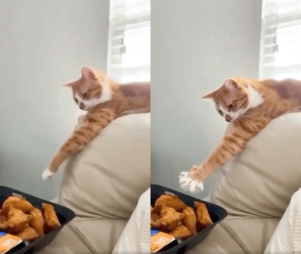 출처 : Reddit / 치킨을 향해 발을 뻗는 고양이