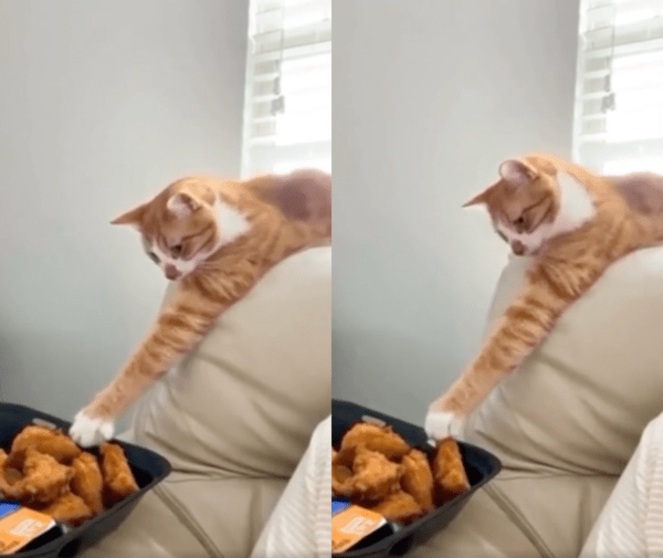 출처 : Reddit / 치킨을 집는 데 성공한 고양이