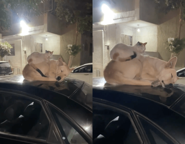 출처 : Reddit / 차 위에서 잠든 강아지와 강아지 위에서 잠든 고양이