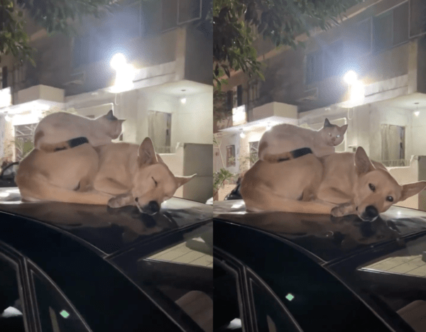 출처 : Reddit / 누군가가 다가오자 눈을 뜨고 쳐다보고 있는 강아지와 고양이