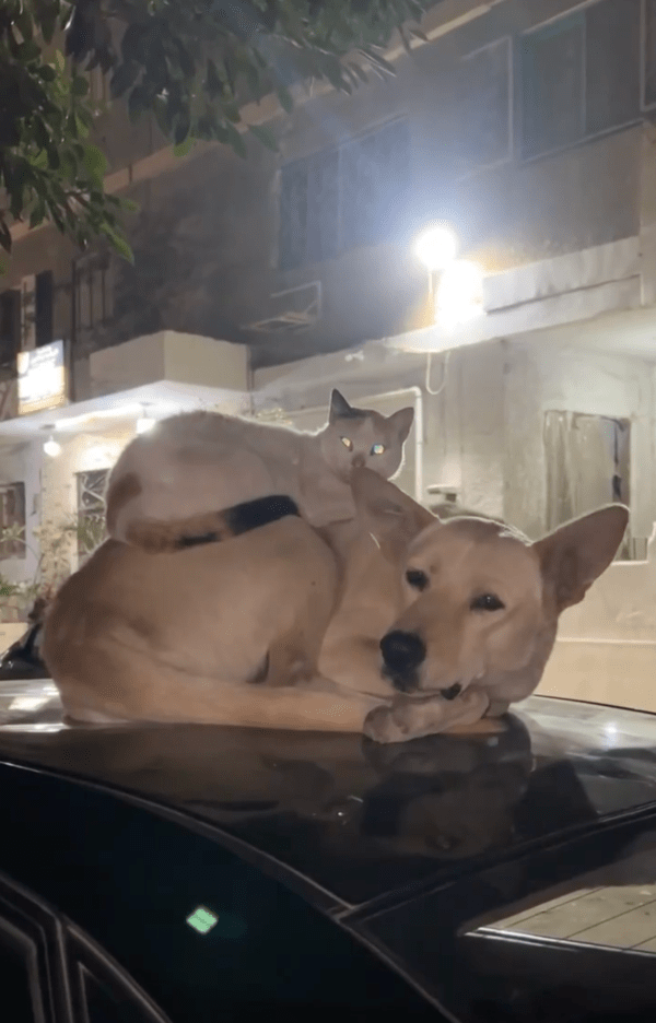 출처 : Reddit / 눈만 꿈뻑거릴 뿐 움직이지 않는 강아지와 고양이