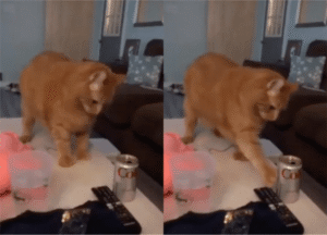 협박 혹은 협상을 제안하는 고양이?