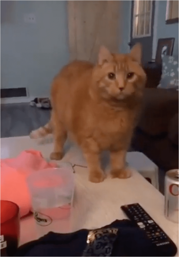 출처: Reddit / 콜라를 밀고 주인을 바라보는 고양이