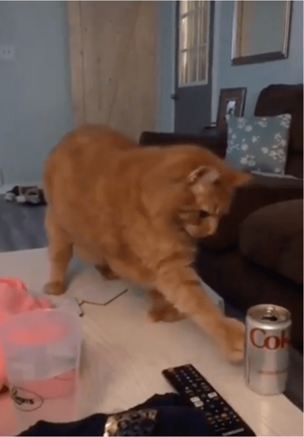 출처: Reddit / '무시해? 기억해. 기회는 단 세 번뿐이야.'