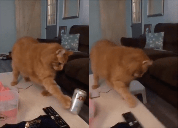 출처: Reddit / 주인의 무반응을 응징한 고양이