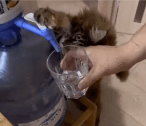 프로페셔널한 고양이 웨이터