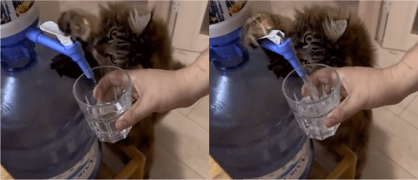 출처: Reddit / 물을 계량하는 고양이