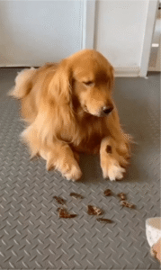 리트리버의 영리한 묘책으로, 간식 획득!