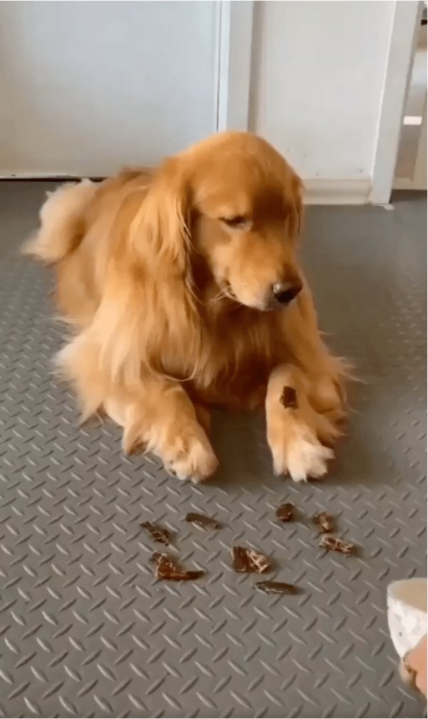 출처: Reddit / 흩어진 간식을 바라보는 강아지