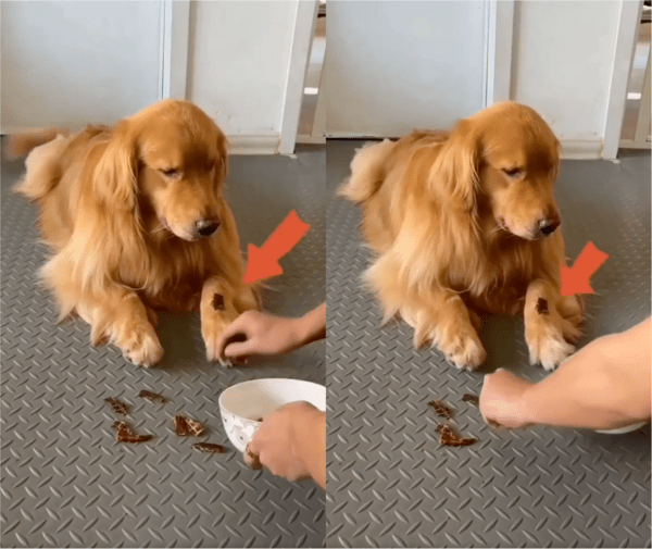 출처: Reddit / 간식을 주워담는 주인의 손