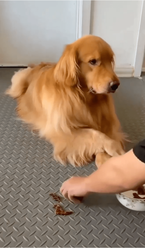 출처: Reddit / 태연하게 발을 들어 간식을 숨기는 강아지