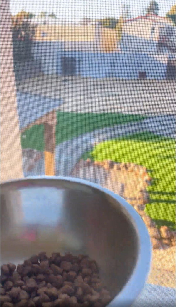 출처: Reddit / 강아지를 부르기 위해 밥그릇을 흔드는 주인