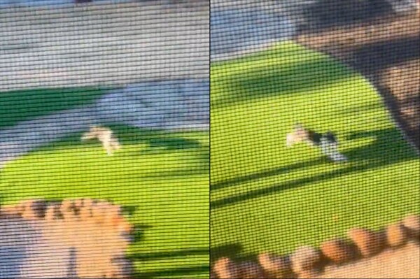 출처: Reddit / 밥그릇 소리를 듣고 달려오는 강아지