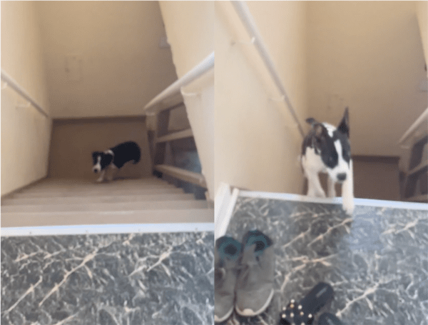 출처: Reddit / 재빠르게 주인 앞에 나타난 강아지