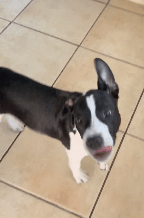 출처: Reddit / 밥 먹을 생각에 신난 강아지