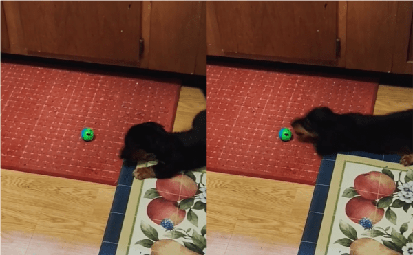 출처: Reddit / 공과 대치 중인 강아지