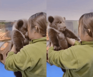 우루루루루 까꿍! 아기 곰과 사육사의 둘만의 놀이