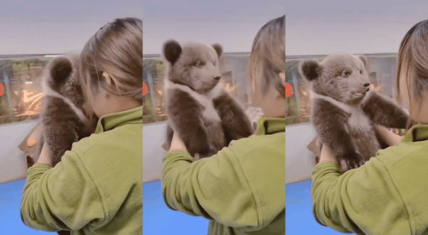 출처 : Reddit / 반복된 까꿍 놀이에 싫어하지 않고 편안한 아기 곰