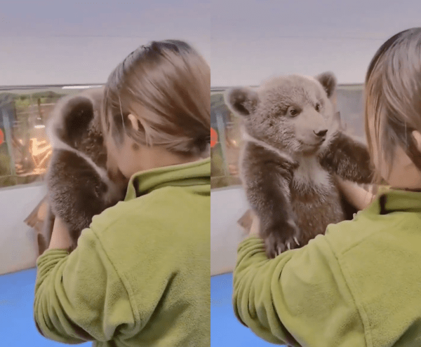 출처 : Reddit / 아기 곰과 사육사의 사랑스러운 모습