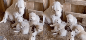 엄마인거 같은데? 아기 리트리버들 사이로 들어가는 아기 염소