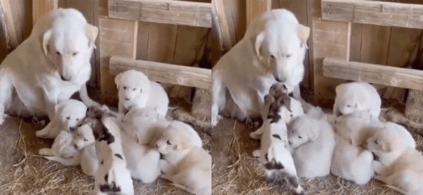 출처 : Reddit / 엄마 리트리버에게 다가가는 아기 염소