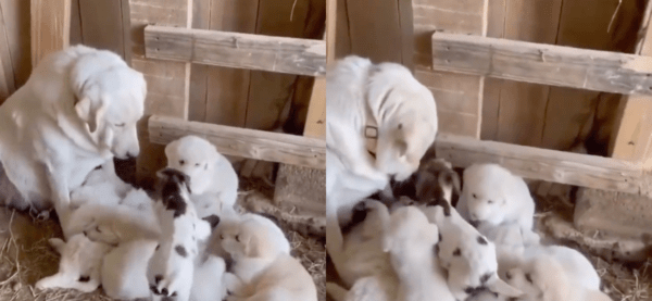 출처 : Reddit / 아기 염소를 받아들이는 엄마 리트리버와 아기 리트리버들