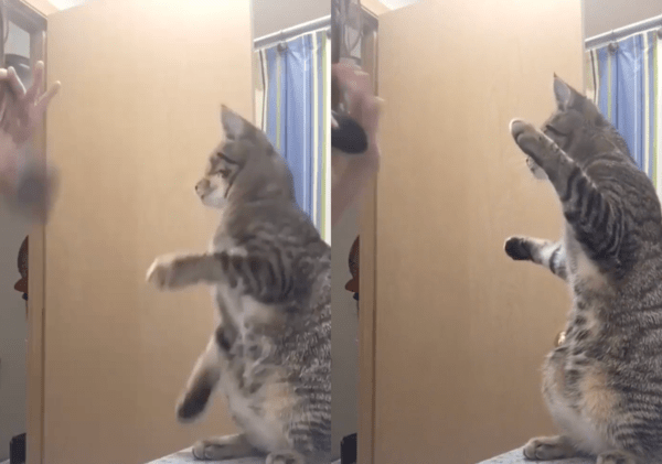 출처 : Reddit / 빗질하고 있는 엄마 앞에서 두 앞발을 들고 있는 고양이