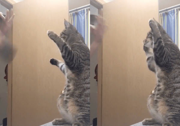 출처 : Reddit / 두 앞발로 자기 머리를 쓰다듬는 듯한 고양이