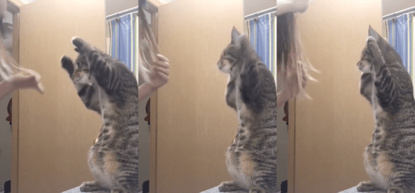 출처 : Reddit / 엄마와 함께 빗질하는 듯한 고양이