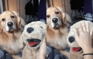 인형보다 나를 좀 더 예뻐해줘! 리트리버의 질투