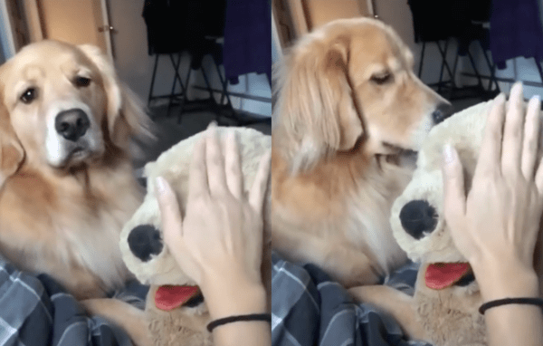 ​출처 : Reddit / 리트리버 인형을 만지자 눈빛이 달라진 리트리버