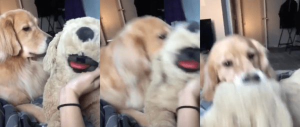 ​출처 : Reddit / 리트리버 인형에 질투심을 느껴 물어뜯는 리트리버